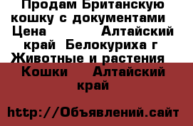 Продам Британскую кошку с документами › Цена ­ 1 500 - Алтайский край, Белокуриха г. Животные и растения » Кошки   . Алтайский край